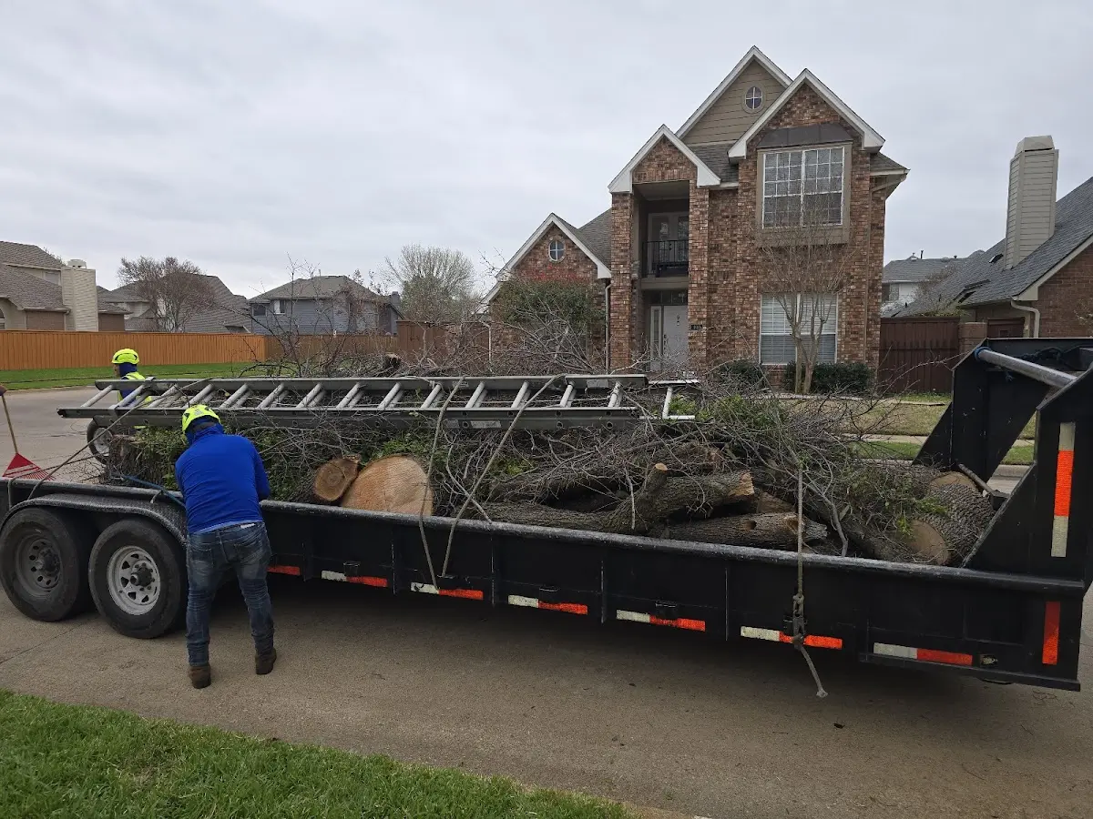 Expert Tree Removal with proper safety equipment in Palmyra